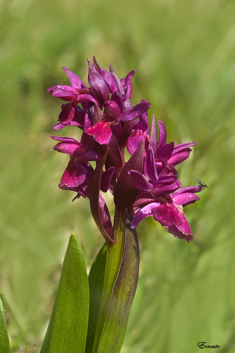 fiori da identificare